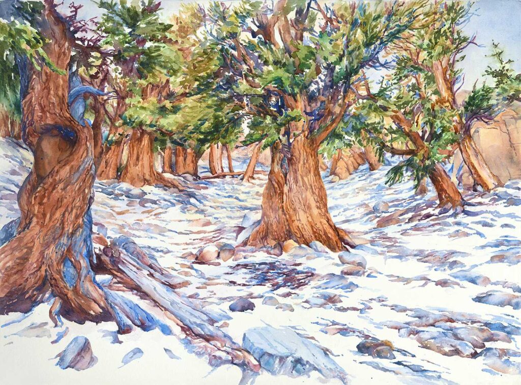 Bristlecone Pine Grove