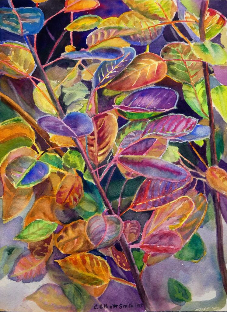 Smoke Bush Fall