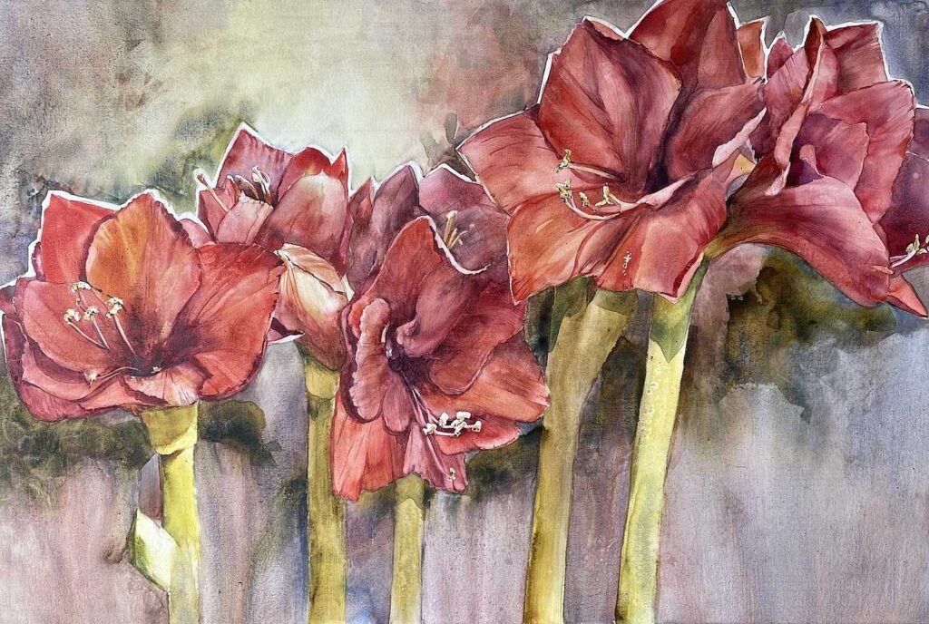 Amaryllis by Morning