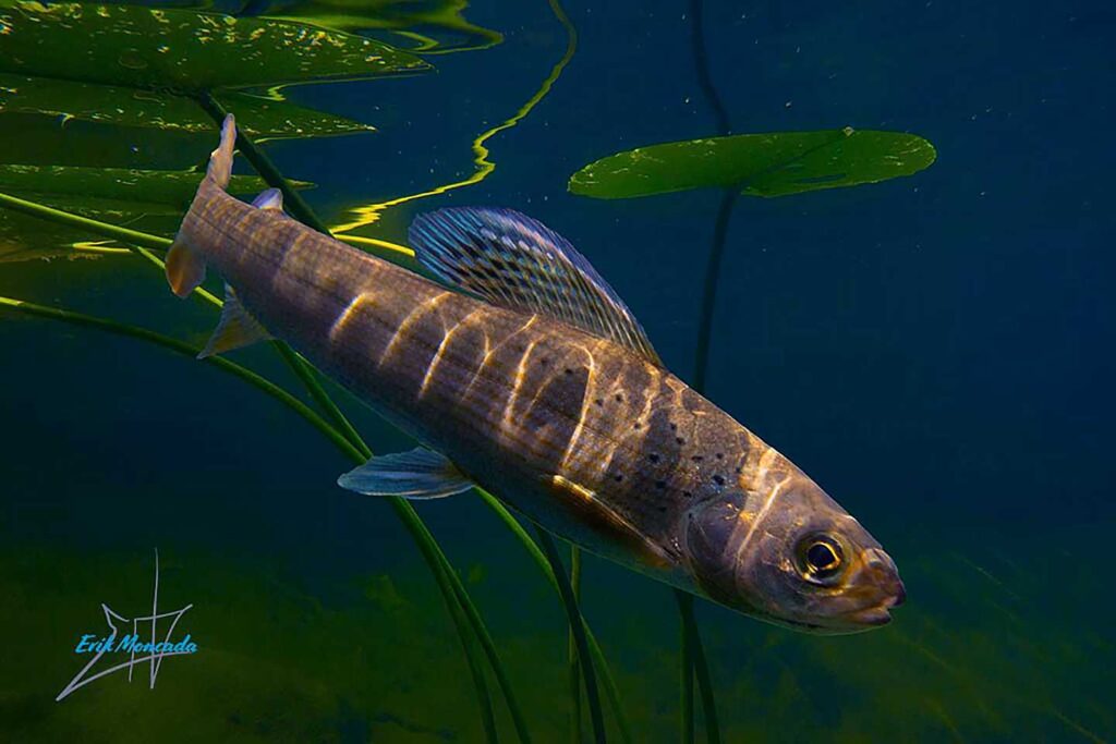 Artic Grayling
