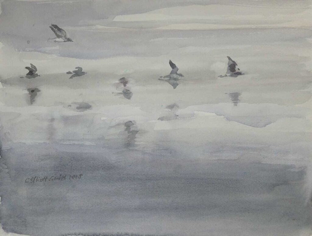 Oregon Sea Gulls
