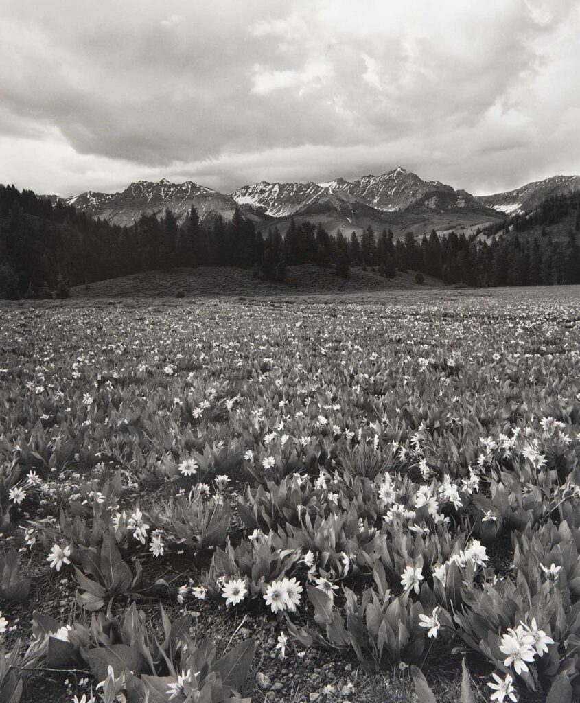 Mules Ears and the Boulders