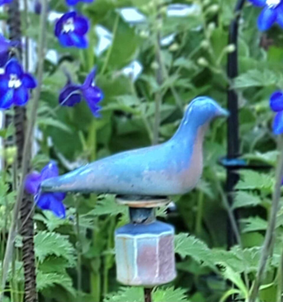 Dove & Delphiniumhin