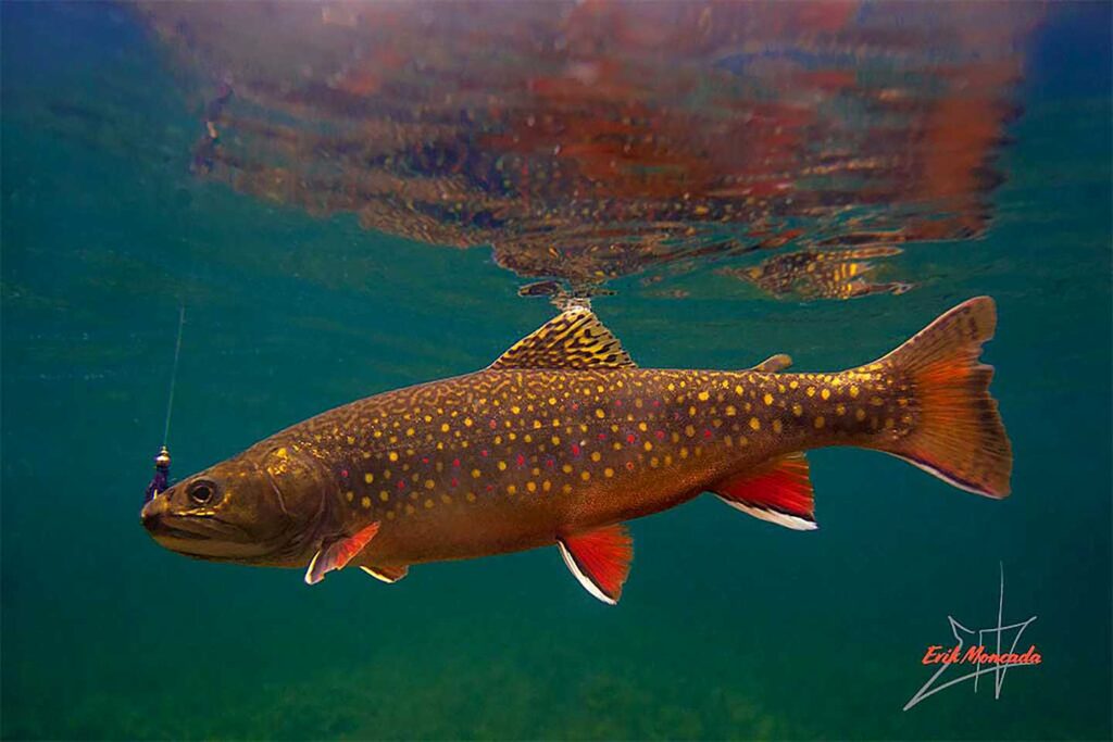Brook Trout