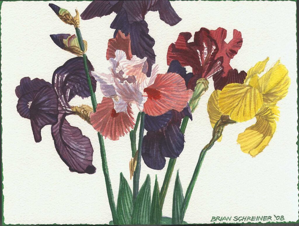 Iris