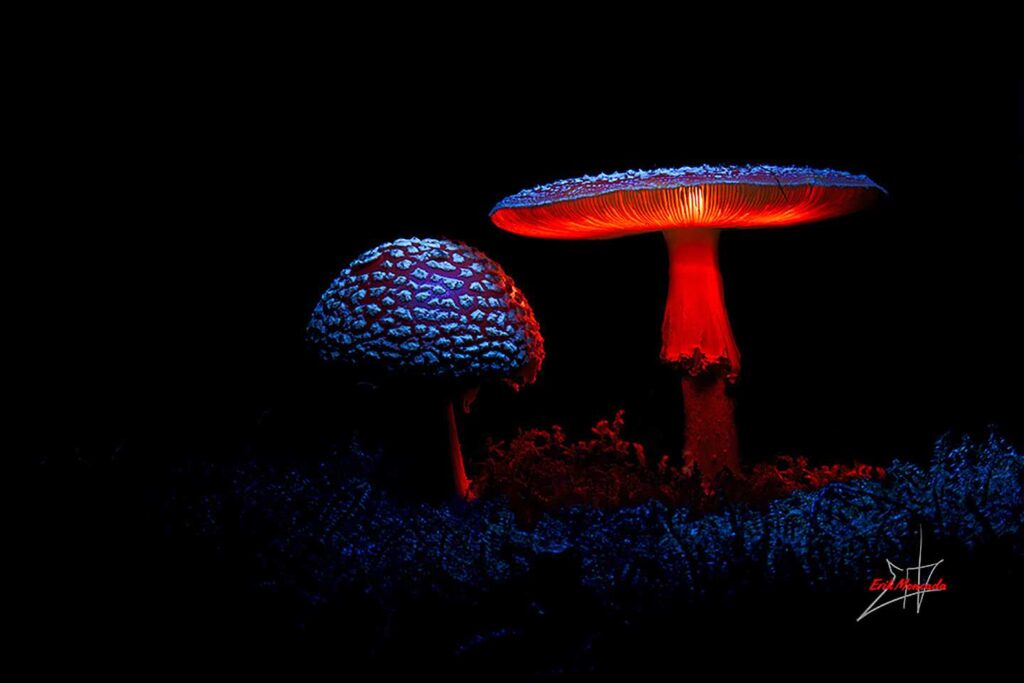 Night Mushroom