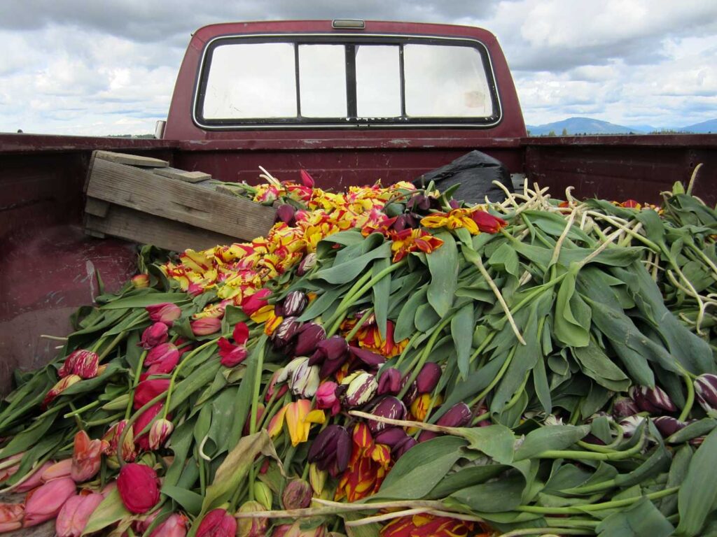 Tulip Truck