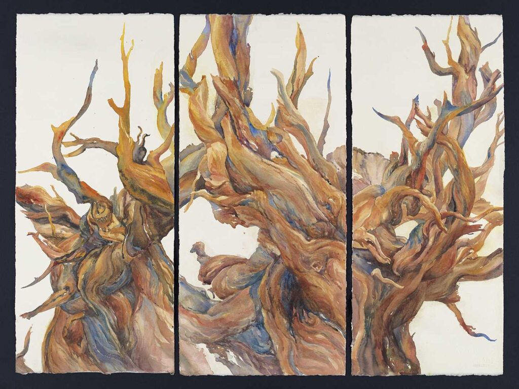 Bristlecone Pine Triptych: Persistence of Pine
