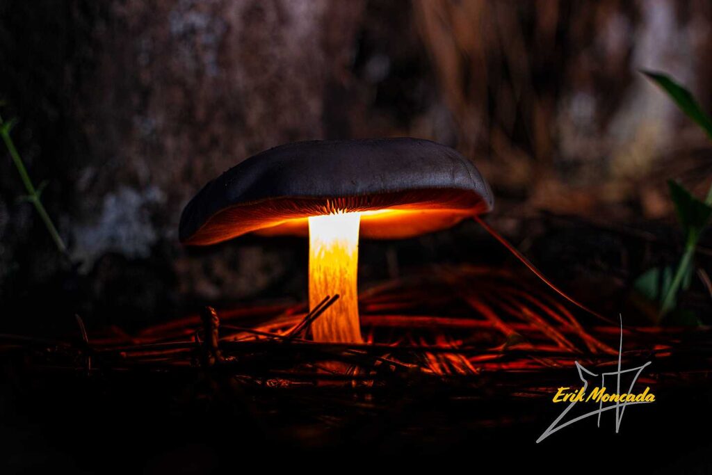Glow Mushroom
