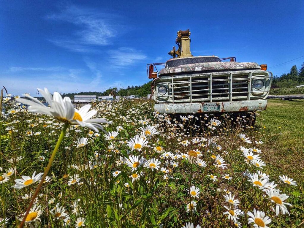 Talking with the Daisies