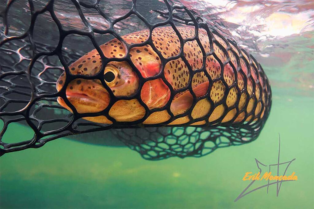 Rainbow Trout