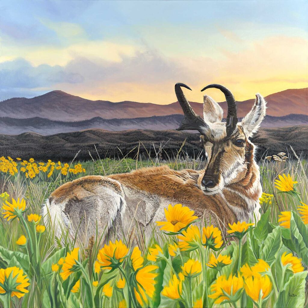 Pronghorn Bedded in Blooming Balsamroot