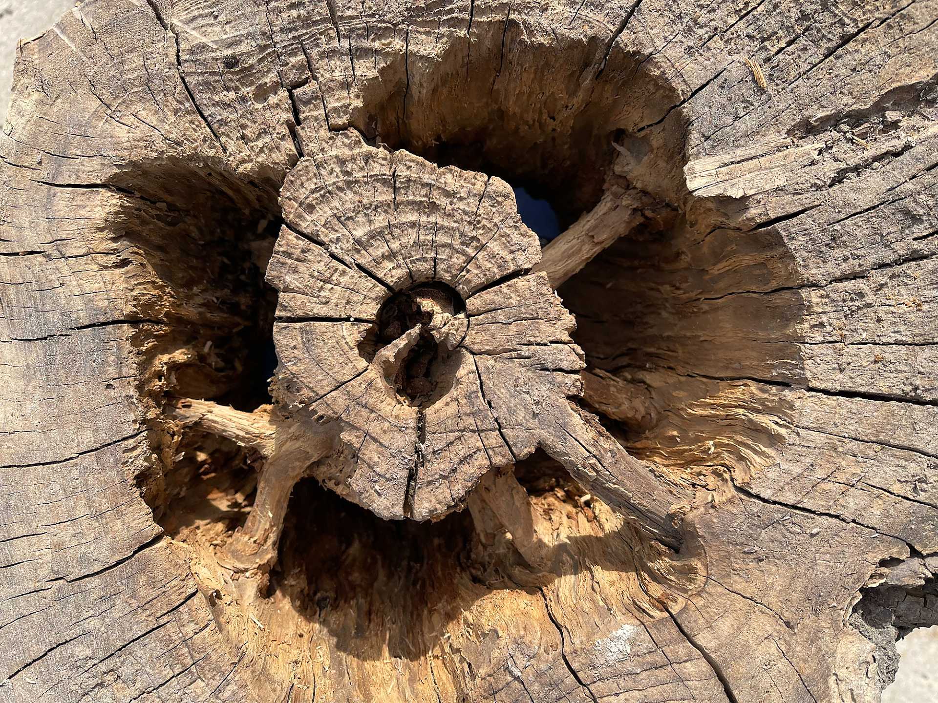 Bingo Barnes - Hero Image