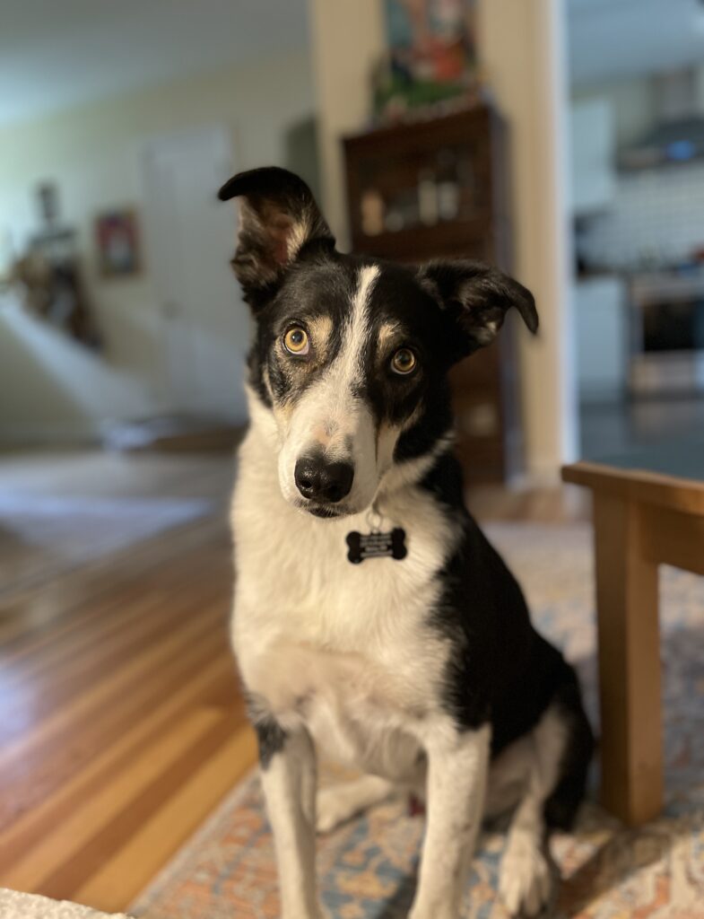 Diego Rey, Studio Muse